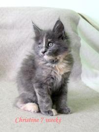 Maine coon Kitten mit Stammbaum