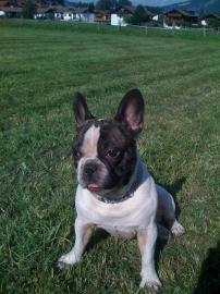 h�bsche Franz�sische Bulldogge Welpen