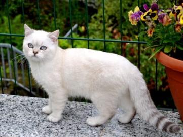 BKH - Britisch Kurzhaar Kitten abzugeben