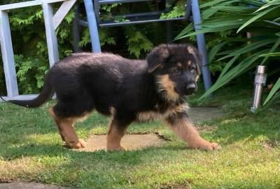 Deutsche Sch?ferhund-Welpen