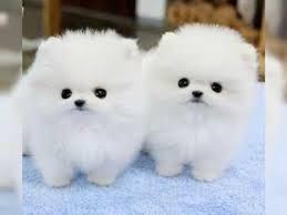 Mini Pomeranian Zwergspitz Boo Welpen Ei