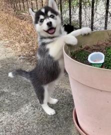 sch�ne Siberian Husky WelpenSch�ne, akti