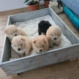 Chow chow Welpen mit Stambaum