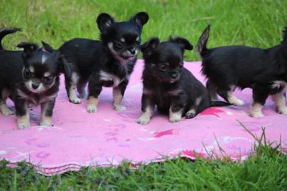 Gesunde Chihuahua Welpen mit papieren Wh
