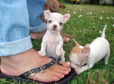 Chihuahua Babys mini fur 250 euro mit pa