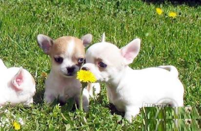 Chihuahua Babys mini fur 250 euro mit pa