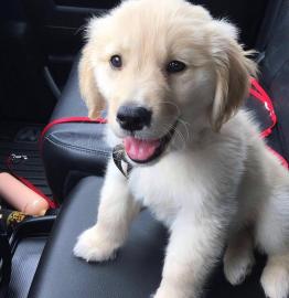 Sch�ne golden retriever-Welpen f�r die R