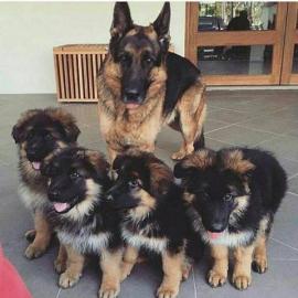 Deutscher Sch?ferhund Welpen verf?gbar. 