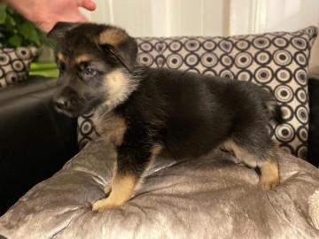 Deutscher Sch?ferhund Welpen verf?gbar. 