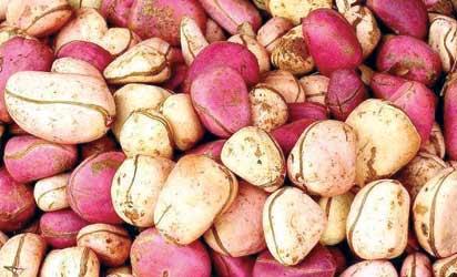 African ethnobotanischen Pflanzen zum Ve