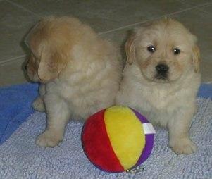 Golden Retriever Welpen