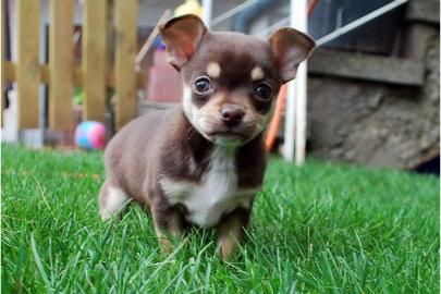 MINI Wundersch�ne Chihuahua-Welpen
