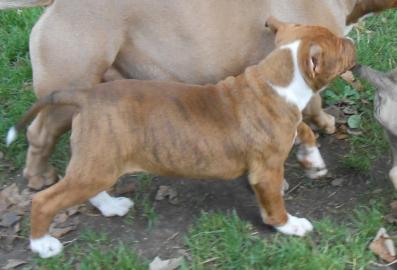 Bildsch�ne American Pitbull Welpen Bluel