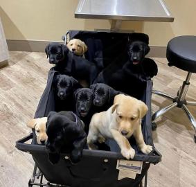 Reinrassige Labrador Welpen
