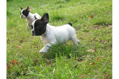 Franz�sische Bulldoggen zu verkaufen