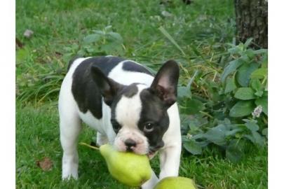 Franz�sische Bulldoggen zu verkaufen