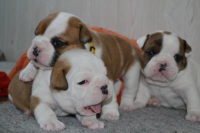 English Bulldog Welpe, R�de in seltener