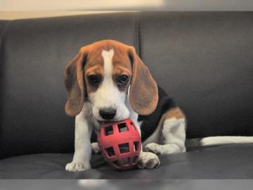 S?sse Wundersch?ne Beagle Welpen mit Pap