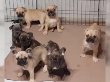 Franz�sische Bulldoggen m. Pap.  gesund fr