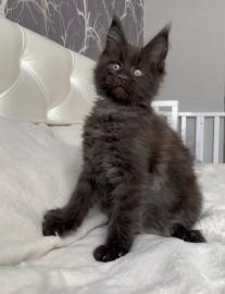 Adorable K�tzchen bereit f�r die Annahme