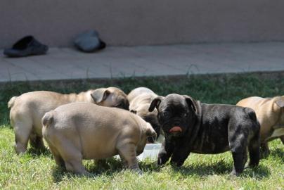 Franz�sische Bulldoggen Welpen