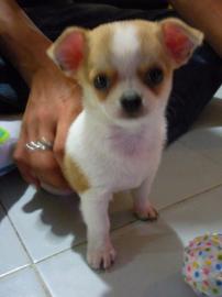 s��e chihuahua und chihuahua Mix