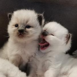 Superkleine Erh?ltlich RAGDOLL Katzenkin