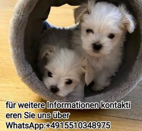 Malteser /WhatsApp: +4915510348975