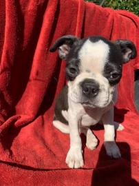 Boston Terrier Welpen reinrassig