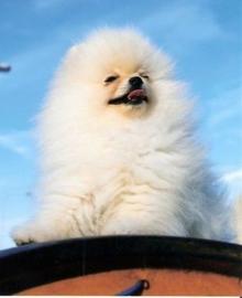 ZWERGSPITZ-POMERANIAN