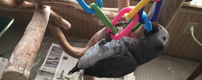 Graupapageien bereit  d