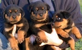 Wir haben pr�chtige, helle Rottweiler We