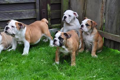 Weihnachten English Bulldog Welpen mit P