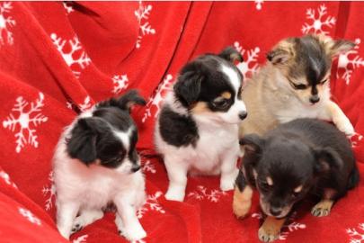 s��e CHIHUAHUA WELPEN