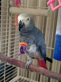 Graupapageien f�r freie Annahme