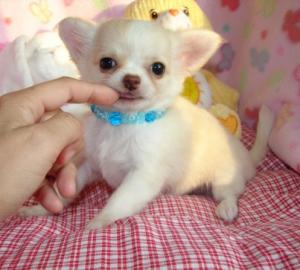 Chihuahua Welpen mini mit Stammbaum