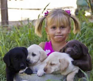 sehr sch�ne Labradorwelpen in choco und