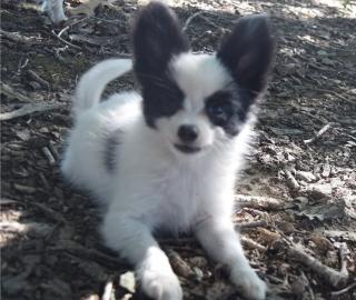 Beautiful Papillon puppies