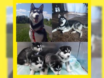 Reine Siberian Huskies mit blauen Augen