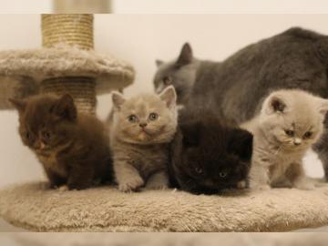 Wundersch�ne, reinrassige BKH- Katzen-Ba