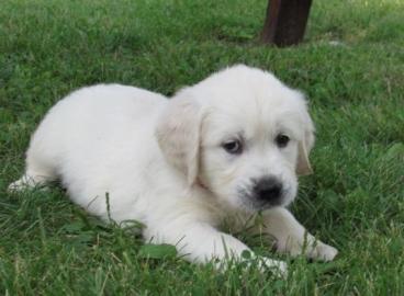 M?nnliche und weibliche Golden Retriever