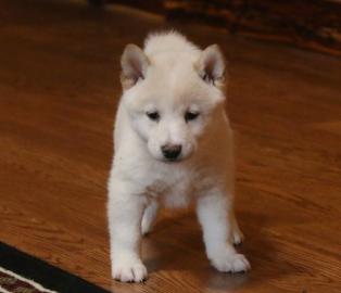 Sch?ne Shiba Inu