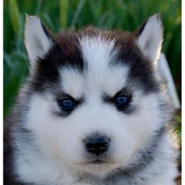 Unsere Siberian Husky Welpen sind daaa!