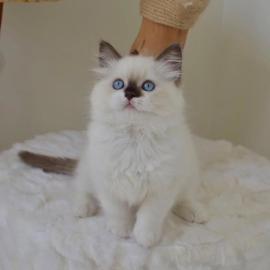Ragdoll-K�tzchen mit Stammbaum