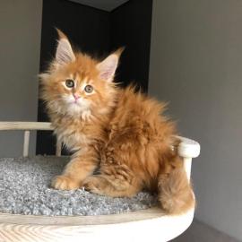Baby kitten mit papieren