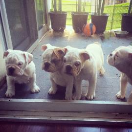 Reinrassige Englische Bulldoggen welpen