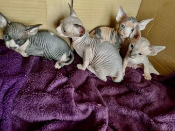 Weibliches Sphynx-K?tzchen
