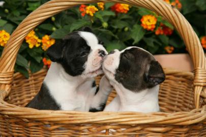 Boston Terrier Welpen