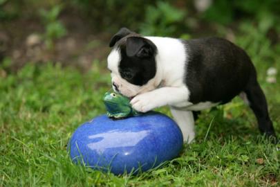 Boston Terrier Welpen