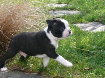 Boston Terrier Welpen